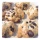 Low FODMAP Chocolate Chip Cookie Recipe